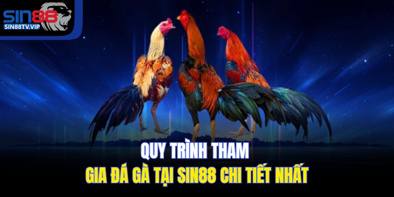 Quy trình tham gia đá gà tại Sin88 chi tiết nhất